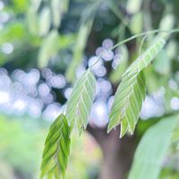 ワイルドオーツ,ニセコバンソウ,ガーデニング,山野草,多年草の画像
