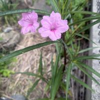 ヤナギバルイラソウの画像