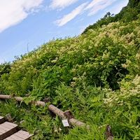 イブキトラノオ,カラマツソウ,ノリウツギ,八島湿原,野草　山野草の画像