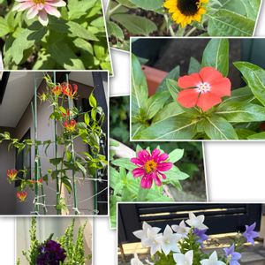 ストック,グロリオサ,オパール,ジニア プロフュージョン,ジニア プロフュージョンの画像