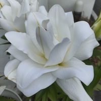 ユリ,百合　アヌースカ,玄関アプローチの画像