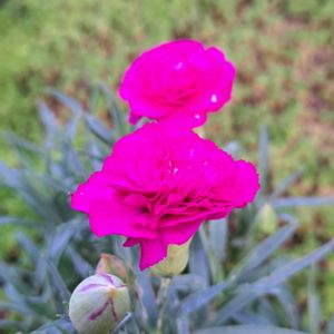 地植え,スマホ撮影,小さな庭の画像