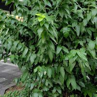 ビヨウヤナギ,ロウバイ,蝋梅,未央柳,朝散歩の画像