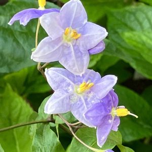 紫色の花,#ガーデニング,エクステリアの画像