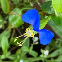 つゆくさ,ハーブ,野草,いつもありがとう♡,ありがとうの画像