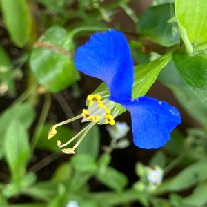 つゆくさ,ハーブ,野草,いつもありがとう♡,ありがとうの画像