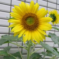 ヒマワリ,モミジ,ユリ,寄り道散歩の画像