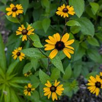 ルドベキア,ルドベキア,ルドベキア,鉢植え,小さな庭の画像