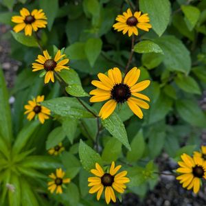 ルドベキア,ルドベキア,ルドベキア,鉢植え,小さな庭の画像