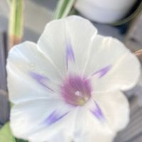 朝顔ミルキーウェイ,可愛い,咲いた！,種まきっ子,小さな幸せの画像