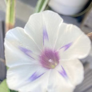 朝顔ミルキーウェイ,可愛い,咲いた！,種まきっ子,小さな幸せの画像