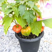 ホオズキの画像