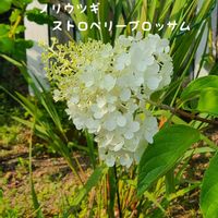 ノリウツギ,今庭,ガーデニング,ナチュラルガーデン,お庭の画像