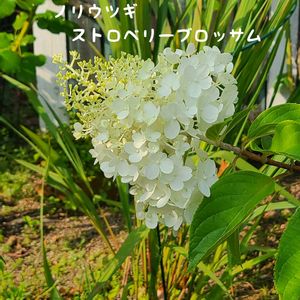 ノリウツギ,今庭,ガーデニング,ナチュラルガーデン,お庭の画像