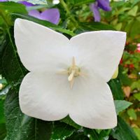 キキョウ,鉢植え,白い花,庭の画像