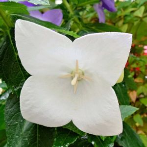 キキョウ,鉢植え,白い花,庭の画像