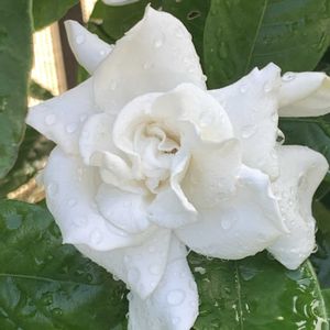 クチナシ,クチナシ　八重咲き,開花,可愛い,毎年恒例の画像