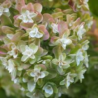 カシワバアジサイ,19日はピンクの日!,日曜日は日本を感じる和の花,庭の花便りの画像