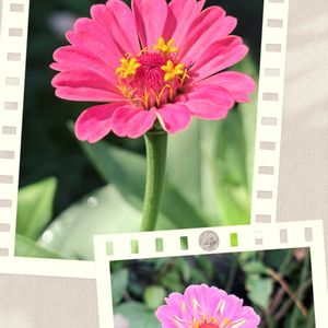 鉢植え,小さな庭の画像