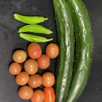 キュウリ,ミニトマト,シシトウ,可愛い,収穫の画像