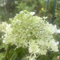 ピラミッドアジサイ,ノリウツギ,元気もらえる,お花のある暮らし,ユーミンつながりの画像