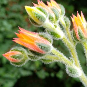 多肉植物,多肉寄せ植え,多肉植物のある暮らし,多肉を楽しむ,花を愛でるの画像