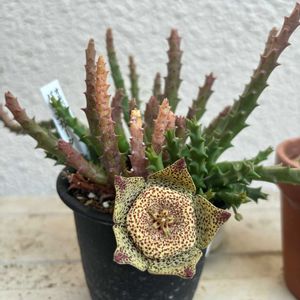 オルベア・バリエガータ,オルベア・バリエガータ,珍奇植物,ベランダの画像