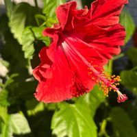 ハイビスカス,玄関アプローチの画像