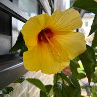 ハイビスカス,玄関アプローチの画像