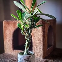 ユーフォルビア属,キリン角錦綴化,ユーフォルビア キリン角錦 綴化,ユーフォルビア ネリーフォリア,ユーフォルビアの画像