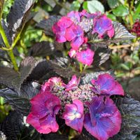 ダイアンサス,ダイアンサス,ナデシコ,紫陽花,紫陽花ブラックダイアモンドの画像
