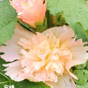 ダリア,アルセア,アルセア  スプリングセレブリティー,種まき,花のある暮らしの画像
