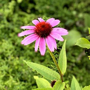 エキナセア,花壇,ガーデニング,お花,おうち園芸の画像
