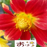 ダリア,赤い花,プランター栽培,ダリアの栽培,日曜日は赤い花の画像
