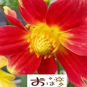 ダリア,赤い花,プランター栽培,ダリアの栽培,日曜日は赤い花の画像