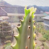 ホワイトゴースト,ホワイトゴースト,多肉植物,ユーフォルビア,多肉植物とサボテンの画像
