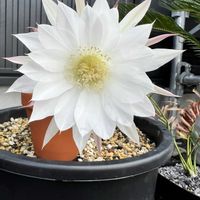 サボテン,サボテンの花の画像