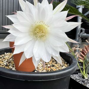 サボテン,サボテンの花の画像