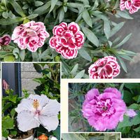 鉢植え,花のある暮らし,私の癒やし,植物のあるくらし,部屋の前の画像