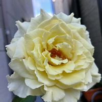 鉢植え,花のある暮らし,私の癒やし,部屋の前の画像