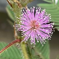 オジギソウ,花壇,ガーデニング,山野草,マメ科の画像