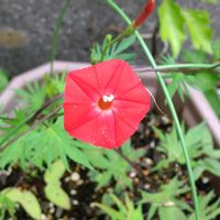 ルコウソウ,赤い花,元気もらえる,福島県,GSミニモニ。の画像