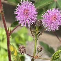 オジギソウ,花壇,ガーデニング,山野草,マメ科の画像