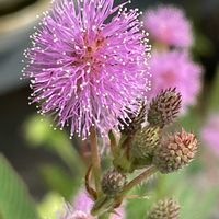 オジギソウ,花壇,ガーデニング,山野草,マメ科の画像