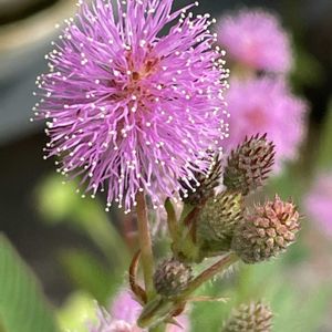 オジギソウ,花壇,ガーデニング,山野草,マメ科の画像