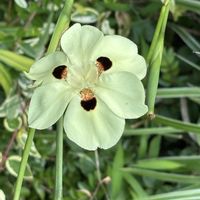 ペンタス,ペンタス,ビンカ,ビンカ,ディエテス・ビコロルの画像