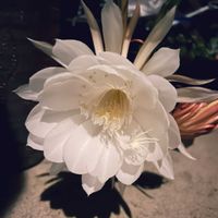 サボテン,ガーデニング,花のある暮らし,100均観葉植物,わんこと一緒の画像