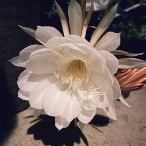 サボテン,ガーデニング,花のある暮らし,100均観葉植物,わんこと一緒の画像