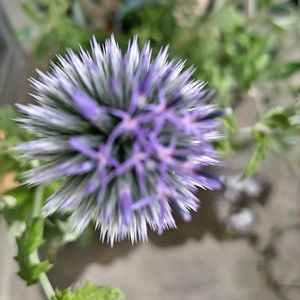 ゴーヤ,エキノプス,グリーンカーテン,キッチン,家庭菜園の画像