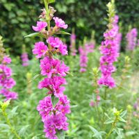 ミソハギ,地植え,花壇の画像